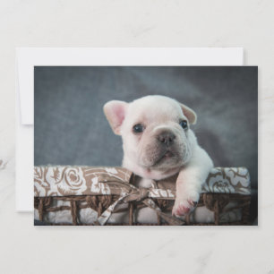 Cutest Baby Animals French Bulldog Thank You Card