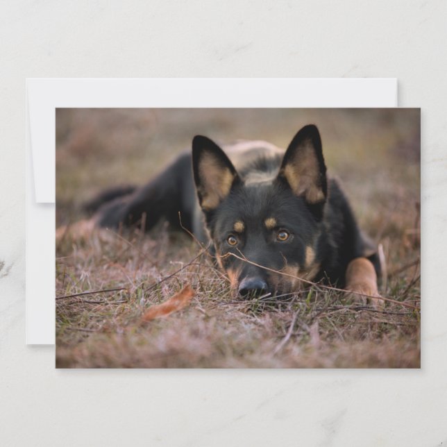 Cutest Baby Animals | German Shepherd Puppy Thank You Card (Front)