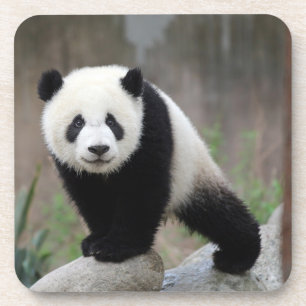 Cutest Baby Animals Giant Panda Baby Coaster