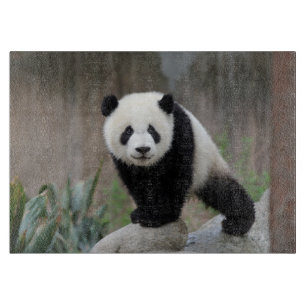 Cutest Baby Animals Giant Panda Baby Cutting Board