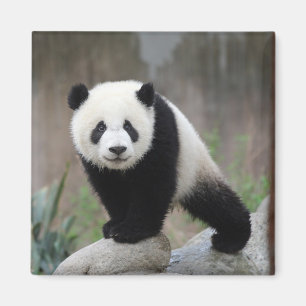 Cutest Baby Animals   Giant Panda Baby Magnet