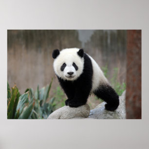 Cutest Baby Animals Giant Panda Baby Poster
