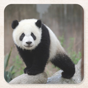 Cutest Baby Animals Giant Panda Baby Square Paper Coaster