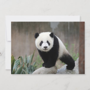 Cutest Baby Animals Giant Panda Baby Thank You Card