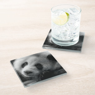 Cutest Baby Animals Giant Panda Bear Cub Glass Coaster