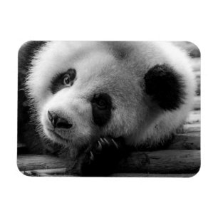 Cutest Baby Animals   Giant Panda Bear Cub Magnet