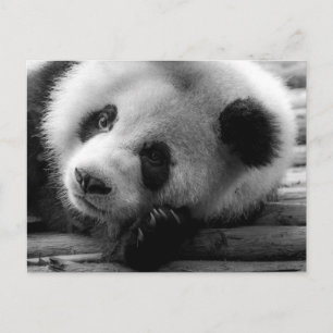 Cutest Baby Animals Giant Panda Bear Cub Postcard