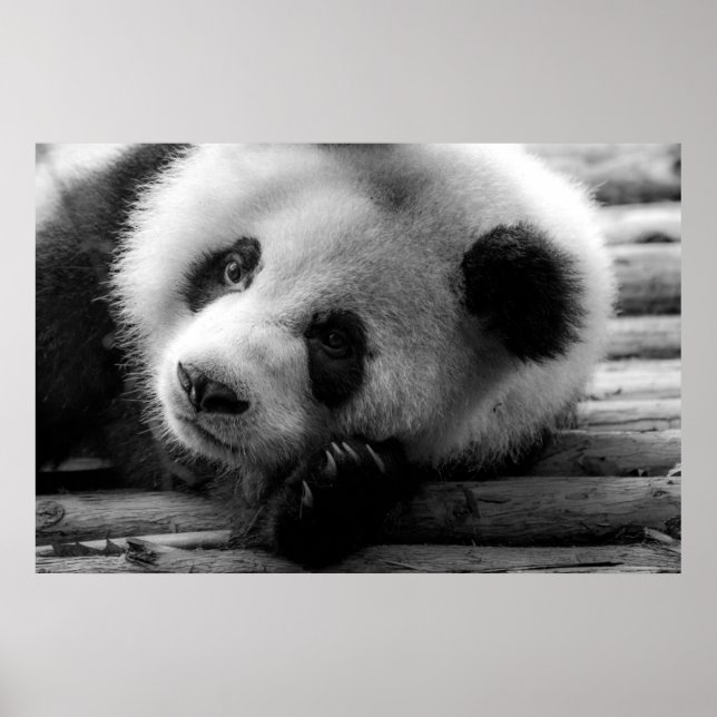 Cutest Baby Animals | Giant Panda Bear Cub Poster (Front)