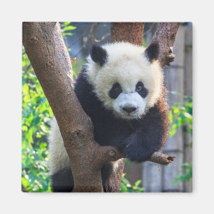 Cutest Baby Animals Giant Panda Cub Magnet