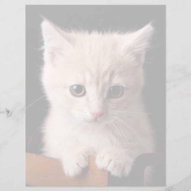 Cutest Baby Animals | Ginger Kitten (Front)