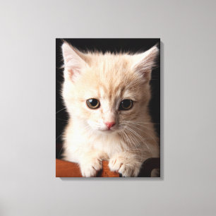 Cutest Baby Animals Ginger Kitten Canvas Print