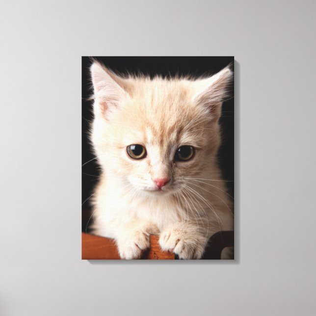 Cutest Baby Animals | Ginger Kitten Canvas Print (Front)