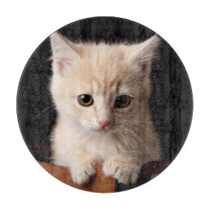 Cutest Baby Animals   Ginger Kitten Cutting Board