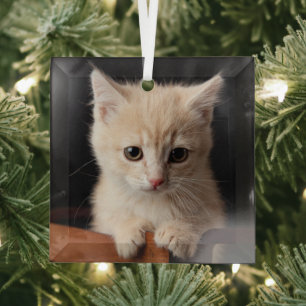Cutest Baby Animals Ginger Kitten Glass Tree Decoration