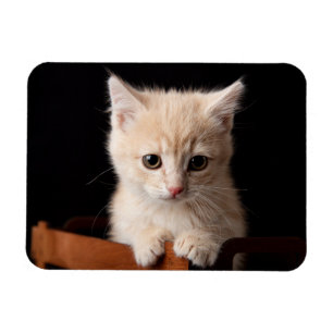 Cutest Baby Animals   Ginger Kitten Magnet