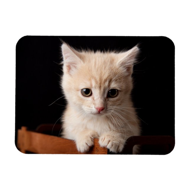 Cutest Baby Animals | Ginger Kitten Magnet (Horizontal)