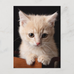 Cutest Baby Animals   Ginger Kitten Postcard
