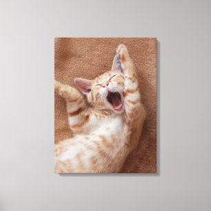 Cutest Baby Animals Ginger Kitten Yawning Canvas Print