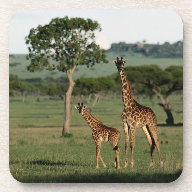 Cutest Baby Animals | Giraffe Calf & Mama Coaster (Front)