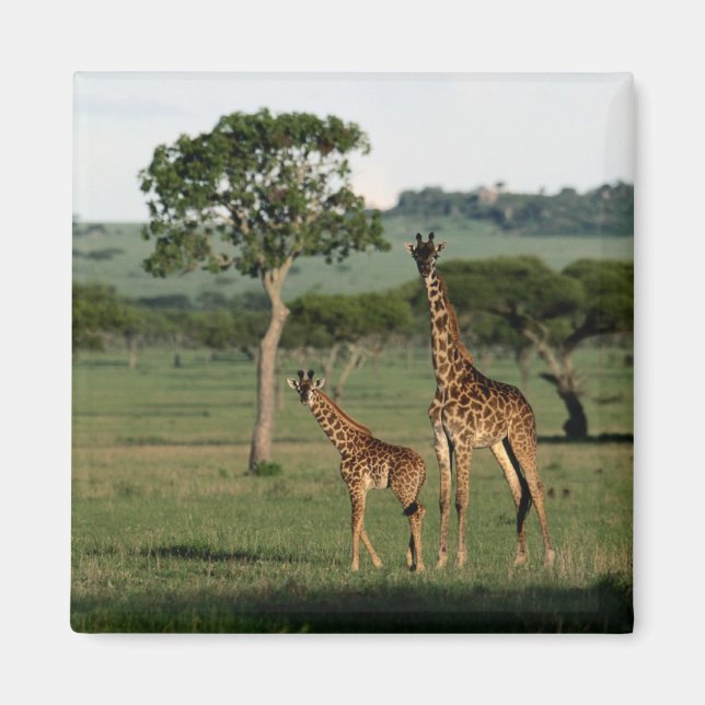 Cutest Baby Animals | Giraffe Calf & Mama Magnet (Front)