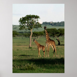 Cutest Baby Animals   Giraffe Calf & Mama Poster