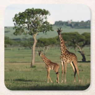 Cutest Baby Animals Giraffe Calf & Mama Square Paper Coaster