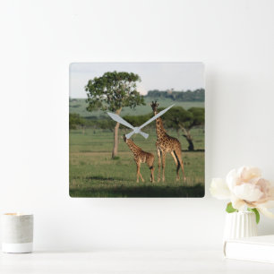 Cutest Baby Animals   Giraffe Calf & Mama Square Wall Clock