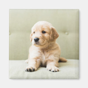 Cutest Baby Animals Golden Retriever Puppy Magnet