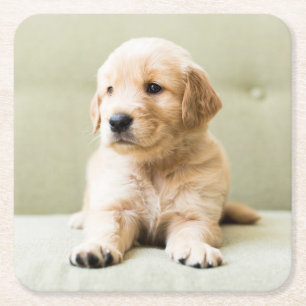 Cutest Baby Animals Golden Retriever Puppy Square Paper Coaster