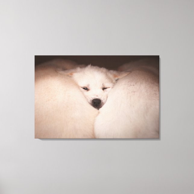 Cutest Baby Animals | Golden Retriever Snuggle Canvas Print (Front)