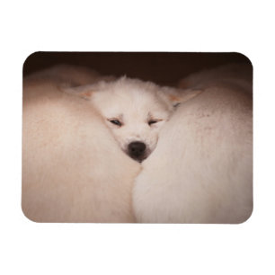 Cutest Baby Animals Golden Retriever Snuggle Magnet