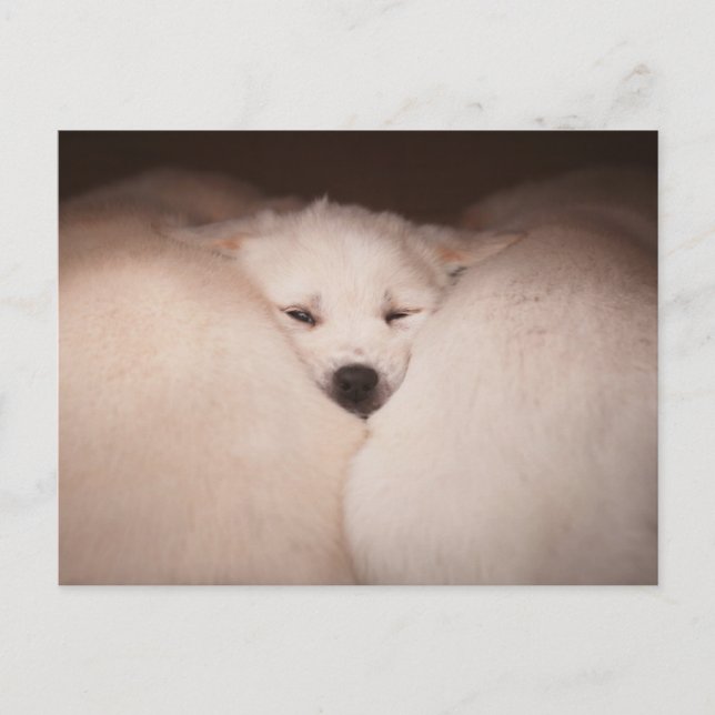 Cutest Baby Animals | Golden Retriever Snuggle Postcard (Front)