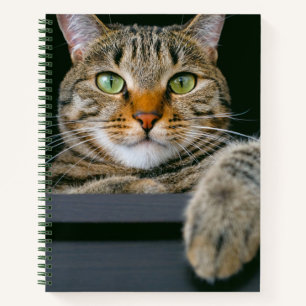 Cutest Baby Animals   Gray Tabby Cat Face Notebook