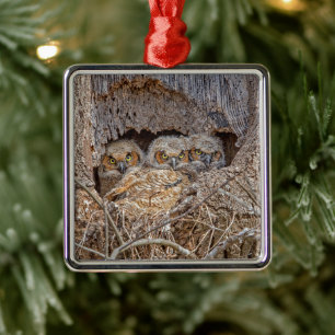 Cutest Baby Animals   Great Horned Chicks Metal Tree Decoration