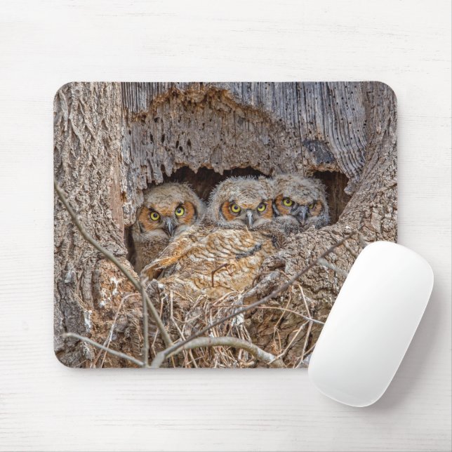 Cutest Baby Animals | Great Horned Chicks Mouse Pad (With Mouse)