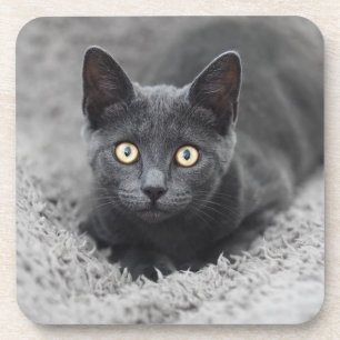 Cutest Baby Animals Grey Cat Coaster