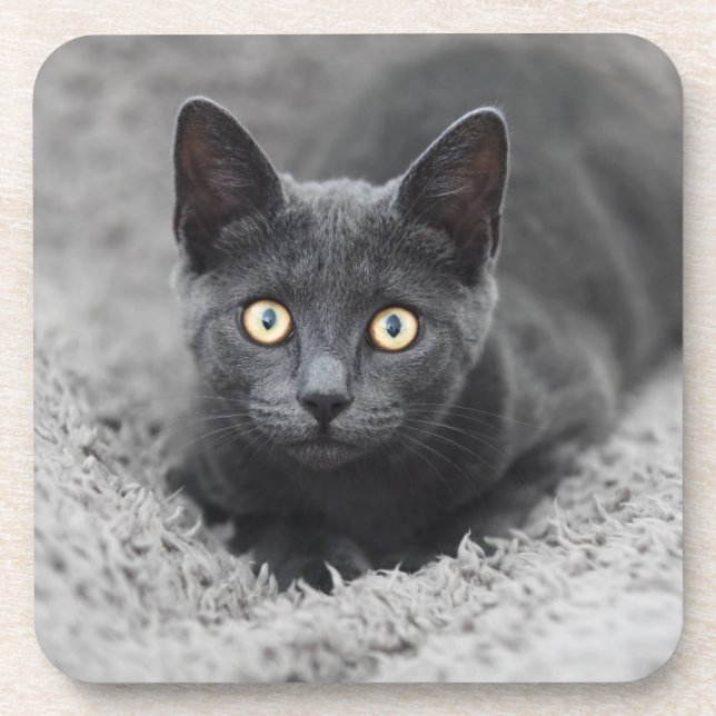 Cutest Baby Animals | Grey Cat Coaster (Front)