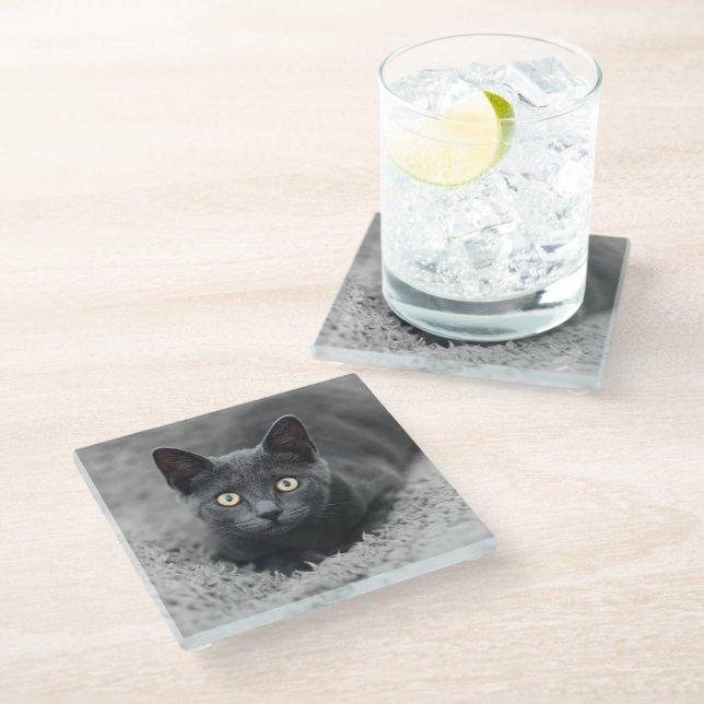 Cutest Baby Animals | Grey Cat Glass Coaster (Angled)