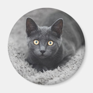 Cutest Baby Animals Grey Cat Magnet