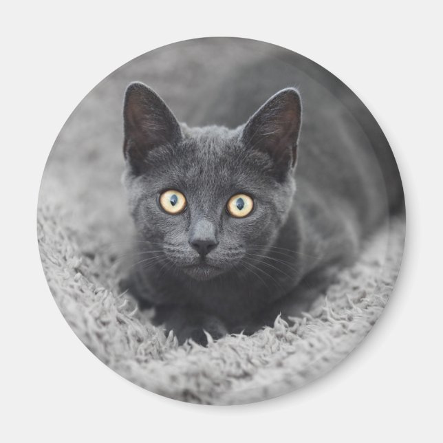 Cutest Baby Animals | Grey Cat Magnet (Front)