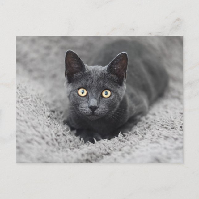 Cutest Baby Animals | Grey Cat Postcard (Front)