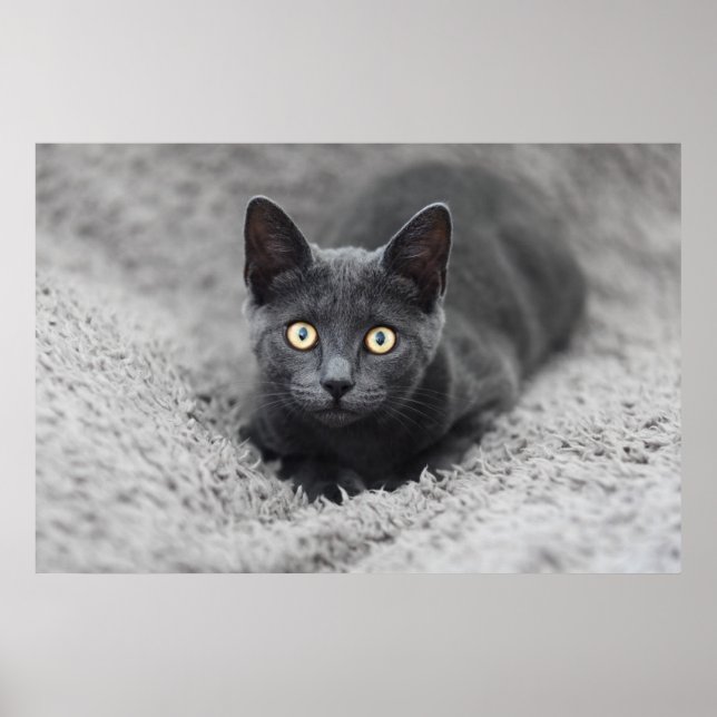 Cutest Baby Animals | Grey Cat Poster (Front)