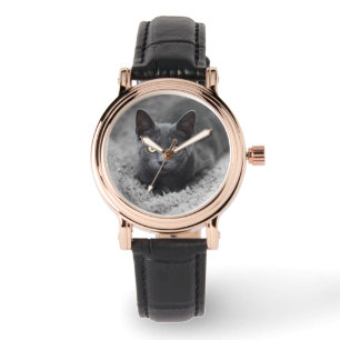 Cutest Baby Animals Grey Cat Watch