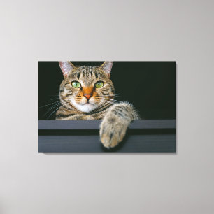 Cutest Baby Animals Grey Tabby Cat Face Canvas Print
