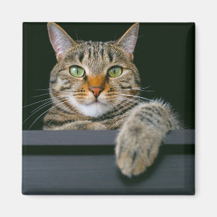 Cutest Baby Animals Grey Tabby Cat Face Magnet