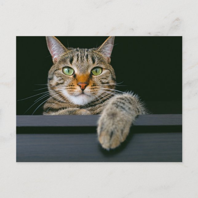 Cutest Baby Animals | Grey Tabby Cat Face Postcard (Front)