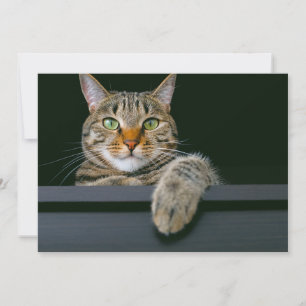 Cutest Baby Animals Grey Tabby Cat Face Thank You Card