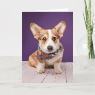 Cutest Baby Animals   Halloween Corgi Card