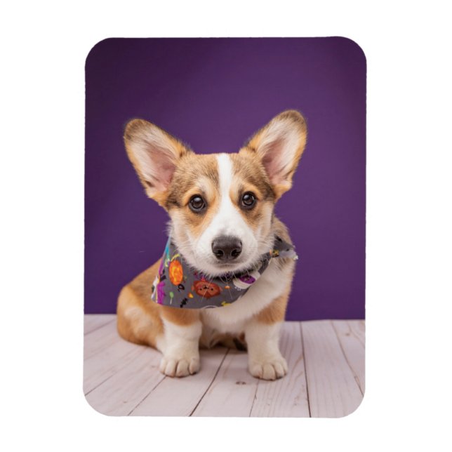 Cutest Baby Animals | Halloween Corgi Magnet (Vertical)