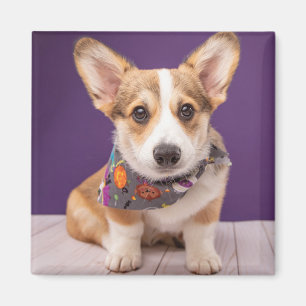 Cutest Baby Animals Halloween Corgi Magnet